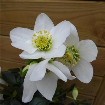 Helleborus - Rose de Noël Pot