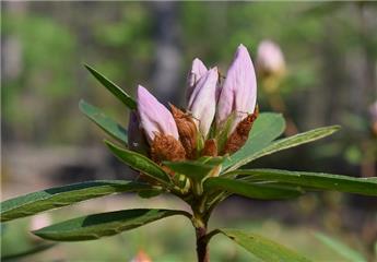 Rhododendron et azalées : ils peuvent se tailler