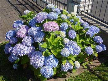 Hydrangea macrophylla Endless Summer Bloomstar Bleu Pot P23 - C5L