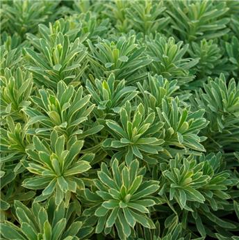 Euphorbia characias Silver Hedge ® Pot C2