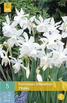 Narcisse triandrus Thalia * 5 pc cal.10/12   **Parfumee **