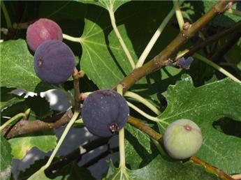 Ficus carica Violette Normande Buisson Pot C20 ** Bifère **