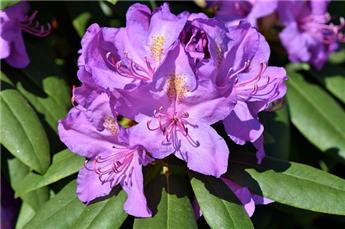 Rhododendron Catawbiense Grandiflorum 100 125 Pot C18