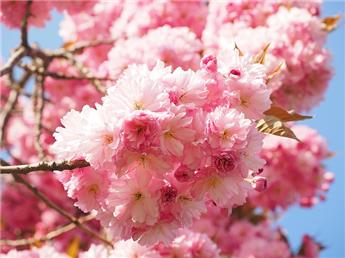 Prunus serrulata Kanzan Demi Tige motte ou Pot **Cerisier du Japon **