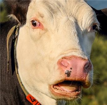 Fumier Vache 25kg Seche Humuforte BIO Granulés Premium