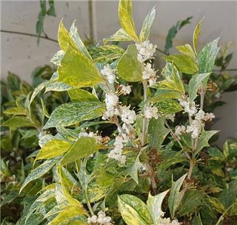 Osmanthus heterophyllus Tricolor 50 60 Pot