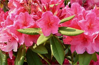 Rhododendron Junifeuer 60 70 Pot C10