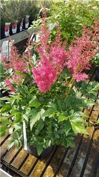 Astilbe arendsii Drum and Base Pot P21