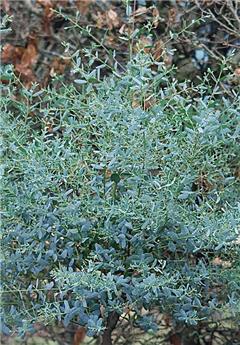 Eucalyptus gunnii France Bleu Rengun® 175 200 Buisson Pot C15 ** Variété compacte **